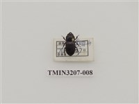 藏品(鄭氏肥角鍬形蟲)的圖片